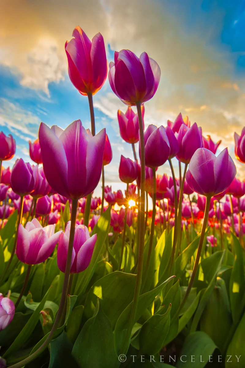 Tulips_TTT5086.jpg