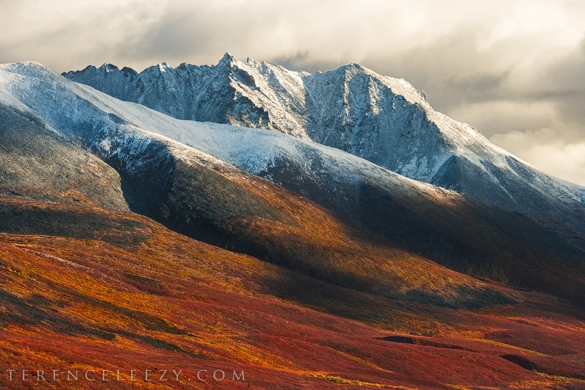 Yukon_Gold_TER4420.jpg