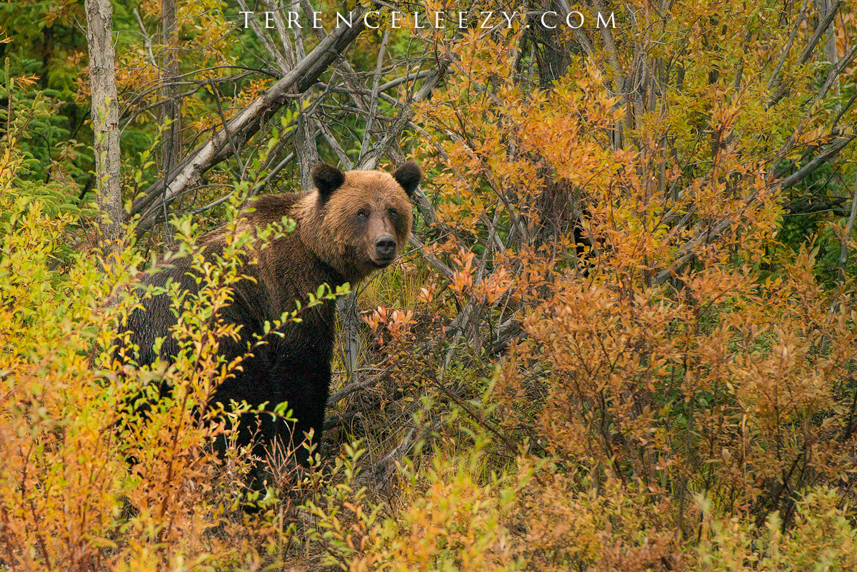 A giant grizzly bear that we met said hi. 