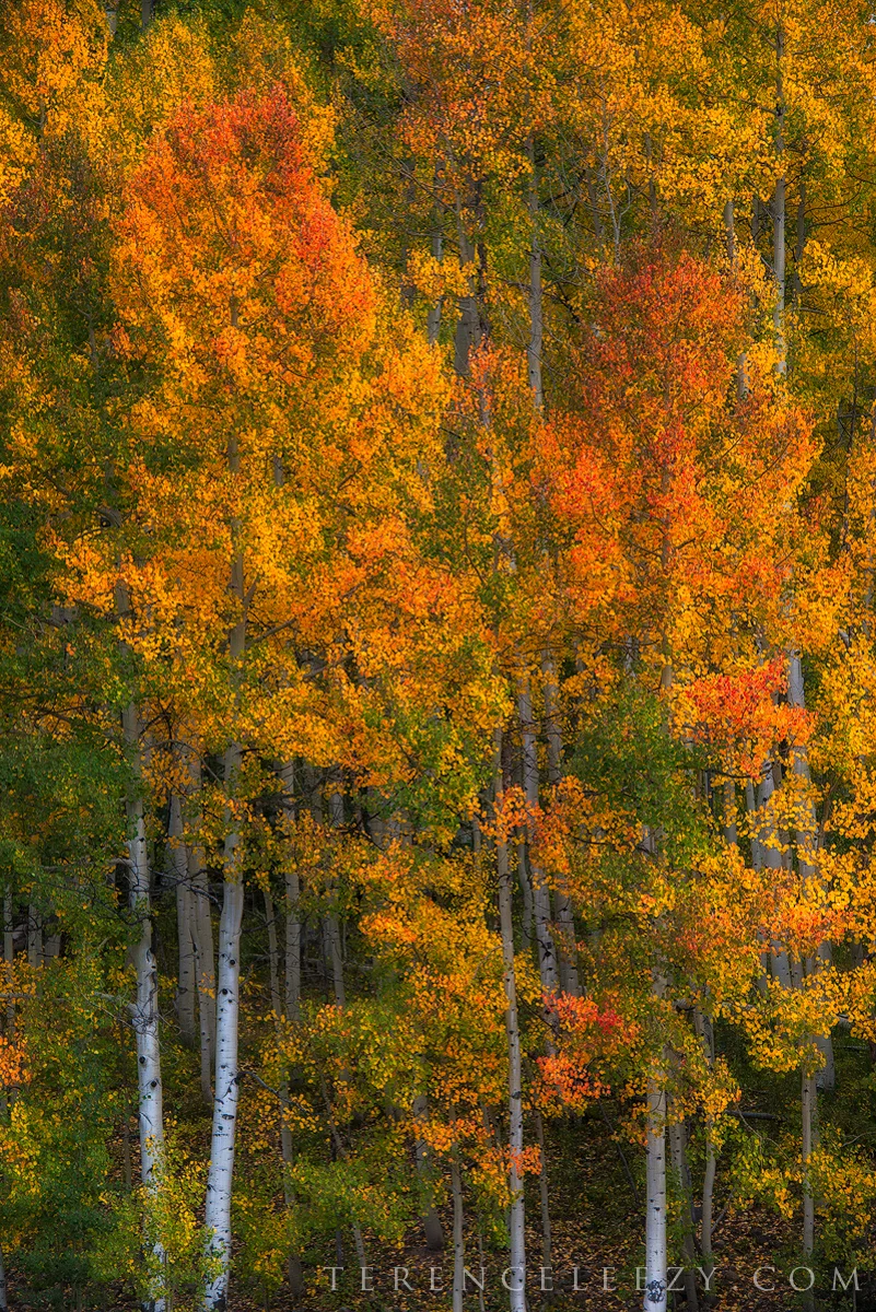 Variety is the spice of life - at least for these aspens