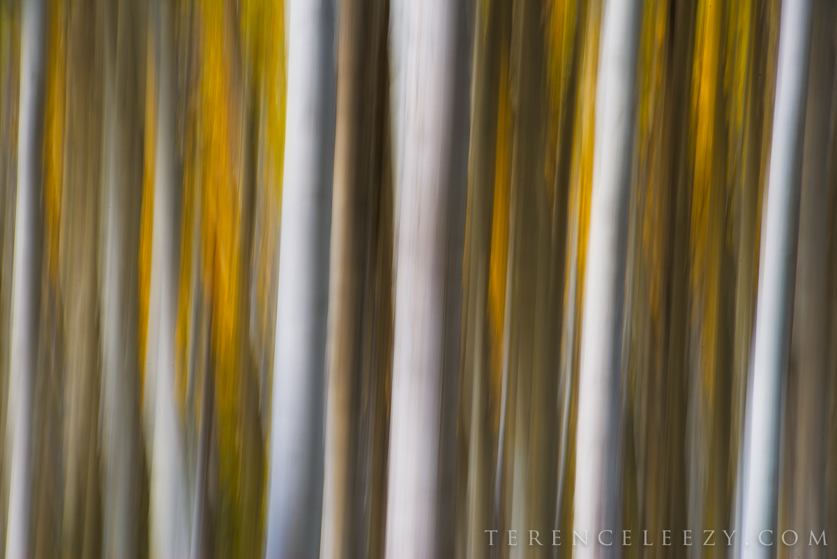 Aspen in motion – this abstract shot turned out well, as I had wanted the white-barked aspen trunks to stand out amidst the gold foliage.