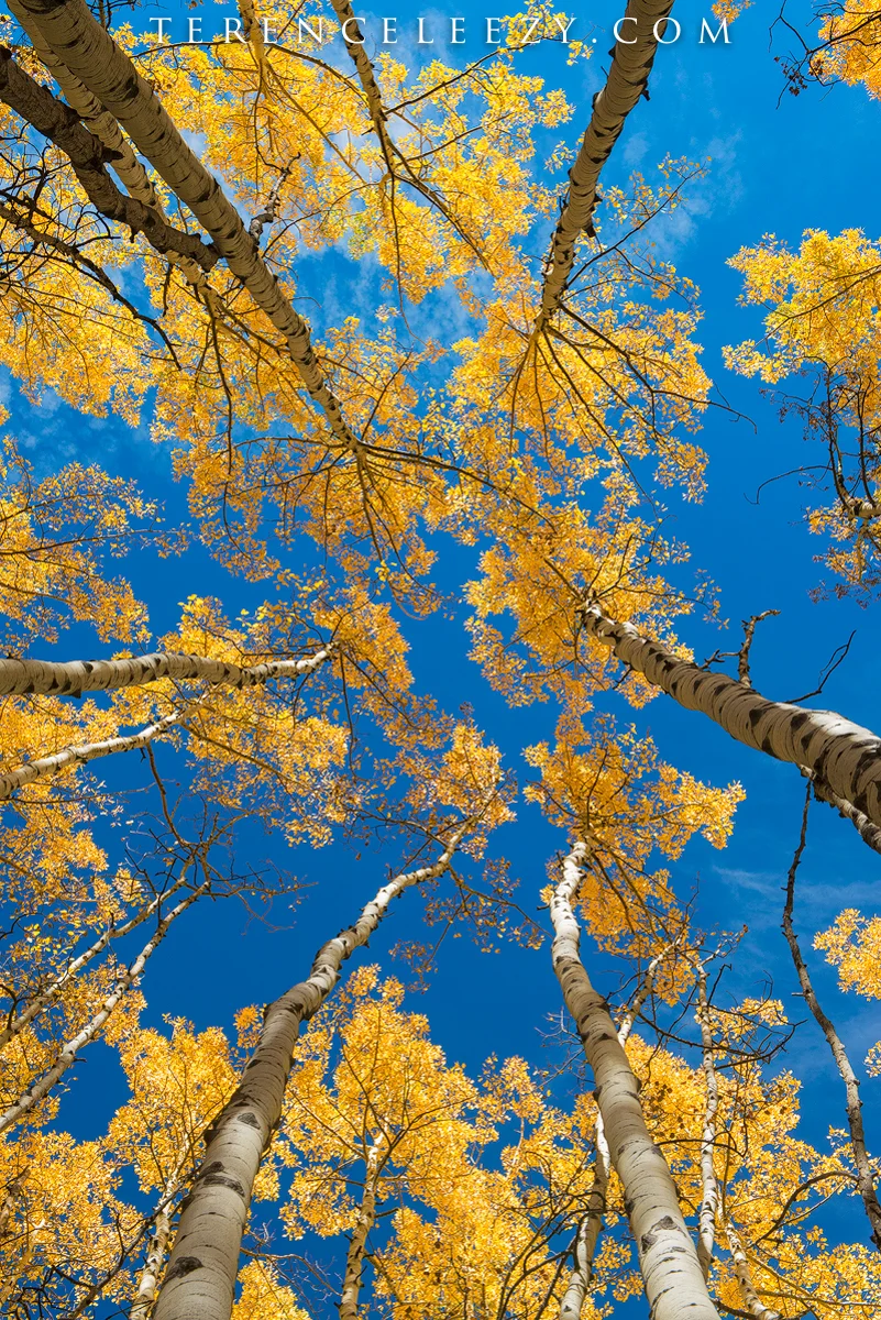 Golden crown against azure skies.
