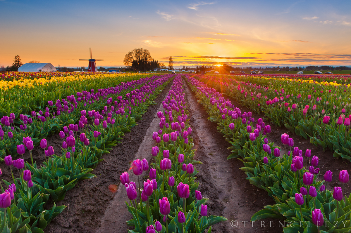 April - Tulip Festival, Oregon