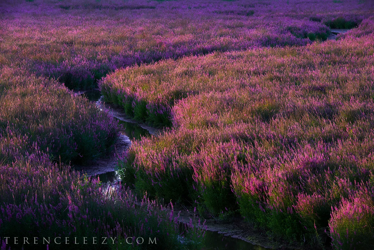 July - Portland, Oregon
