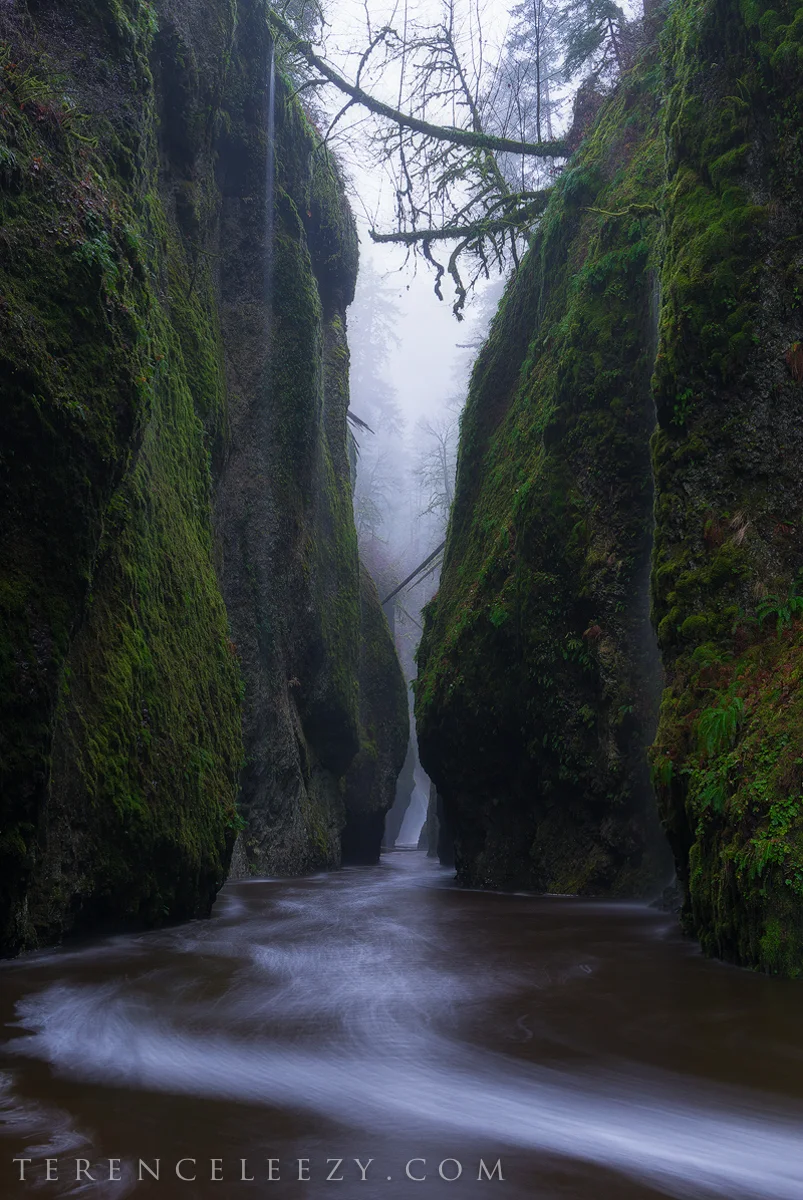 December - Oneonta Gorge, Oregon