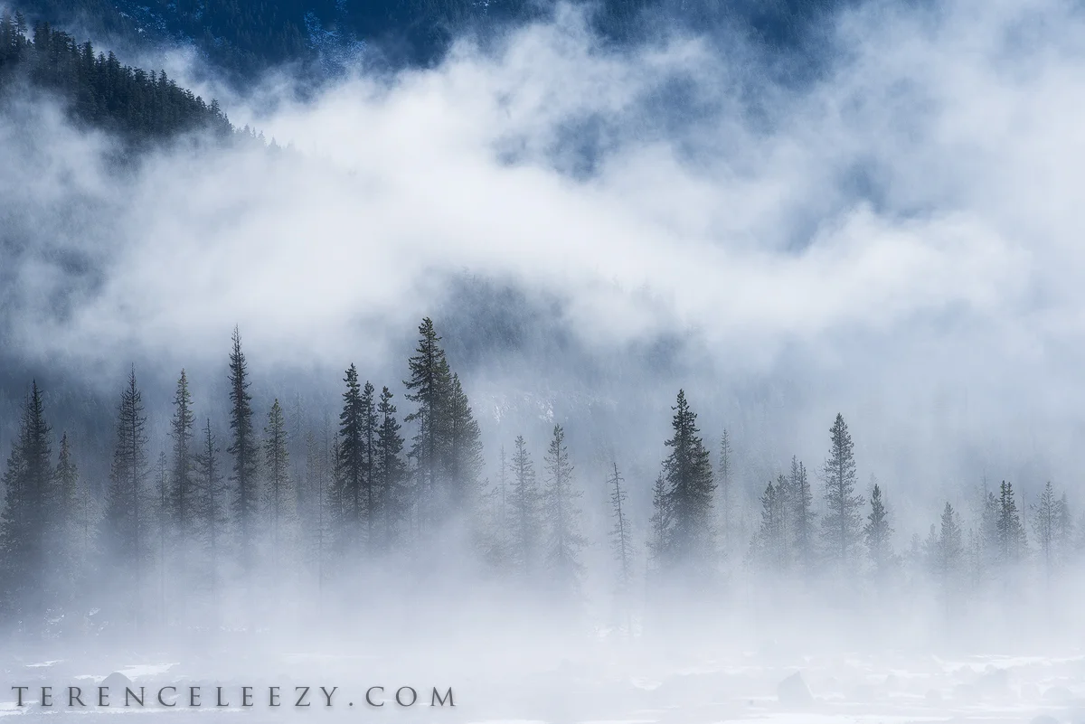 Foggy_Ter5142.jpg