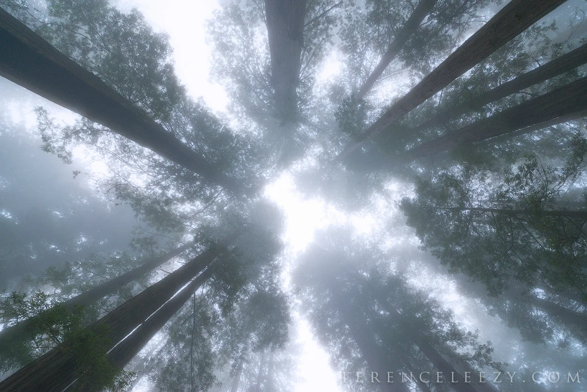 June - Redwood National Park, California.