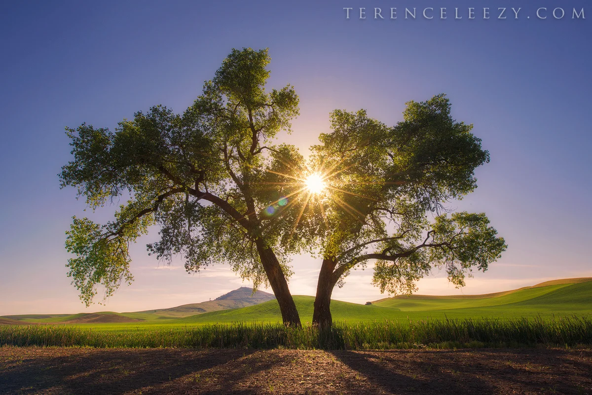 May - Palouse, Washington.