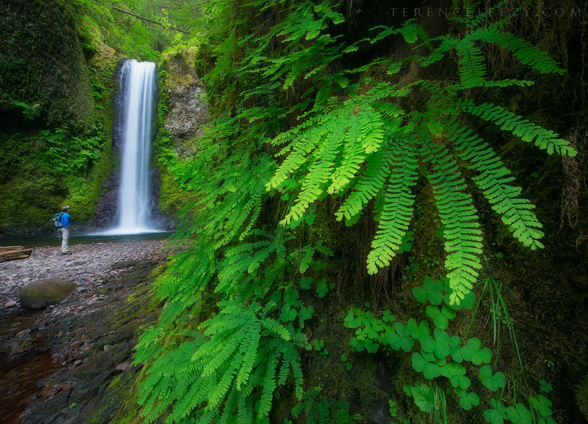 Multnomah_TER0470xxx.jpg