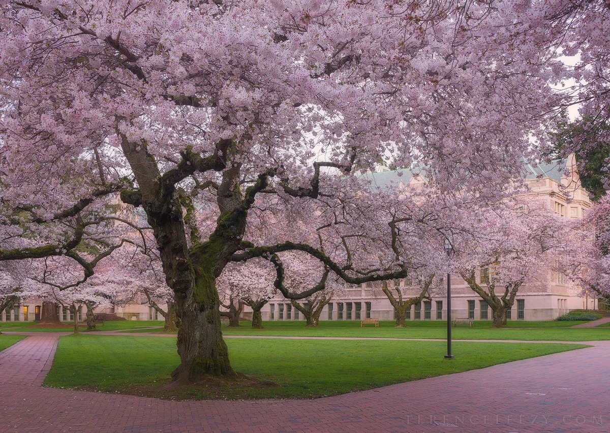 UW, Seattle