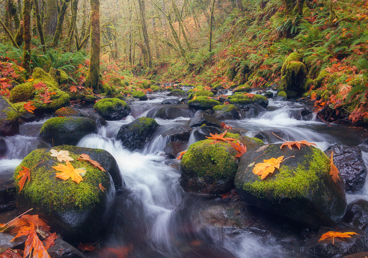 iPhone 7 Plus - Gorton Creek, Oregon