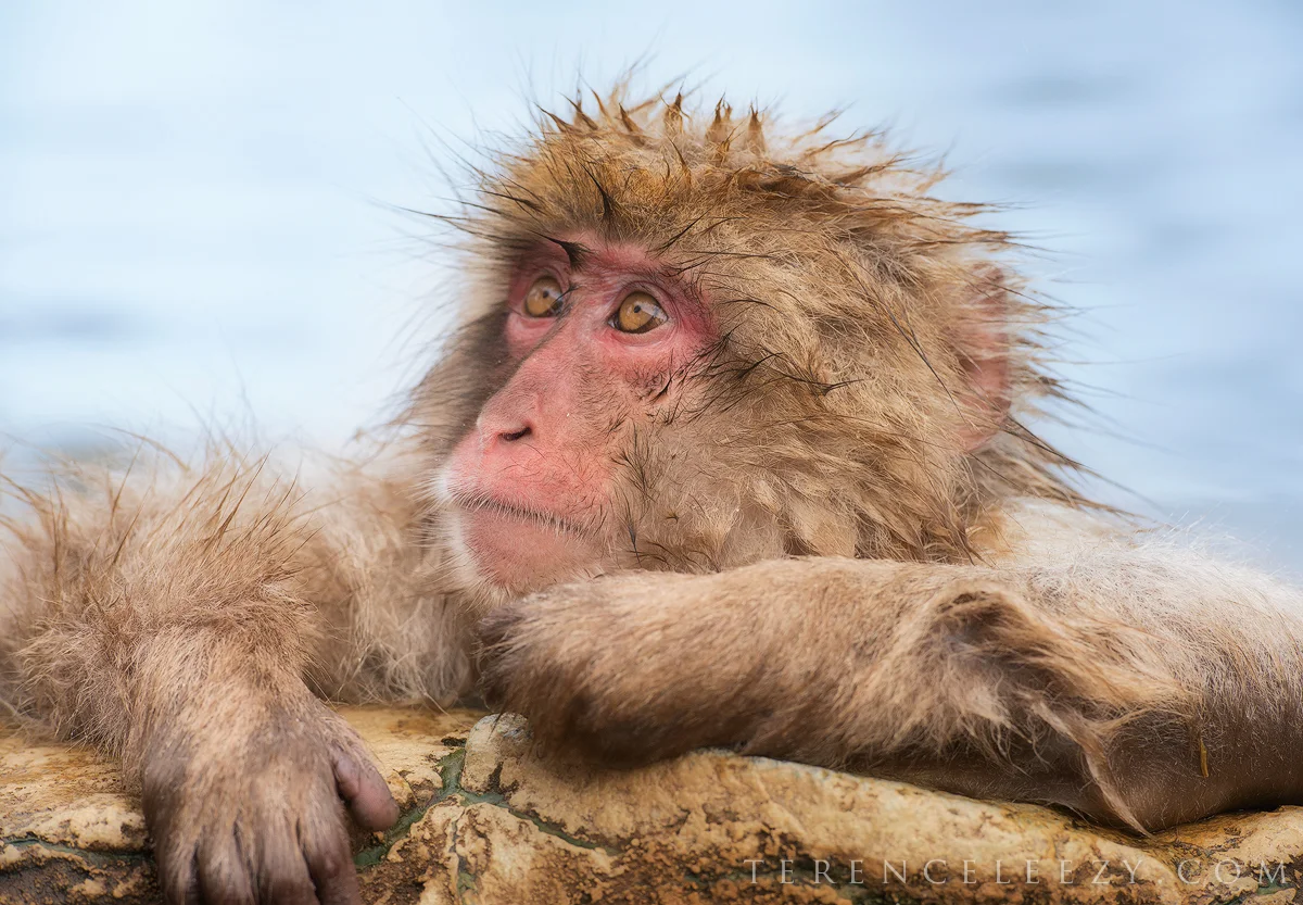 Snow Monkey, Japan