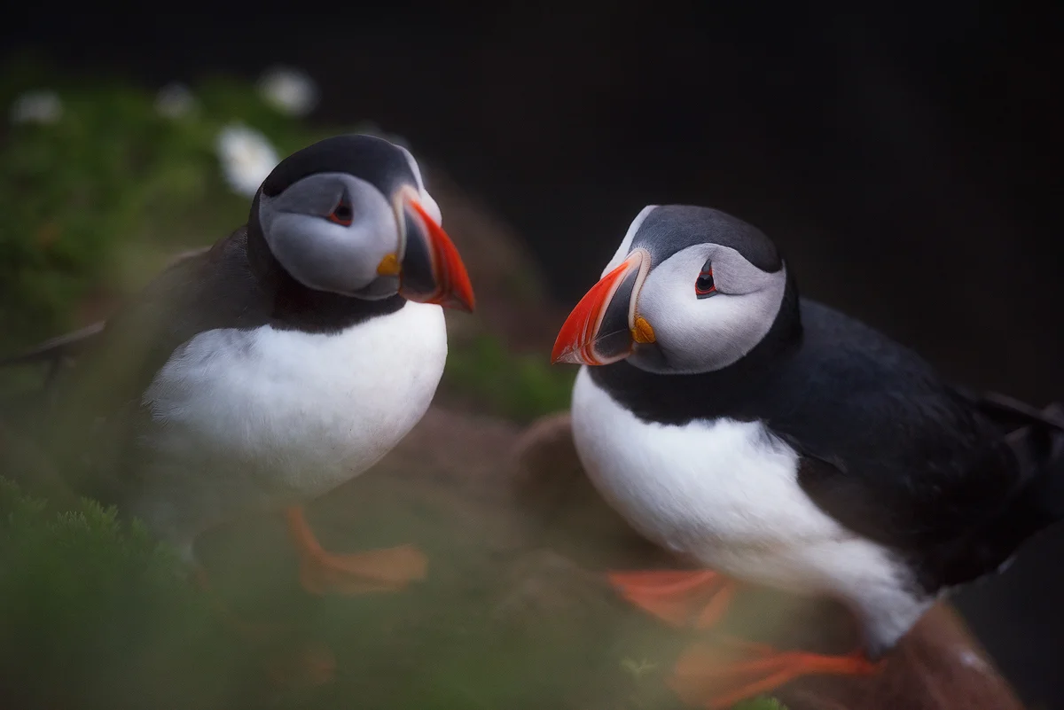 Iceland_TER9476.jpg