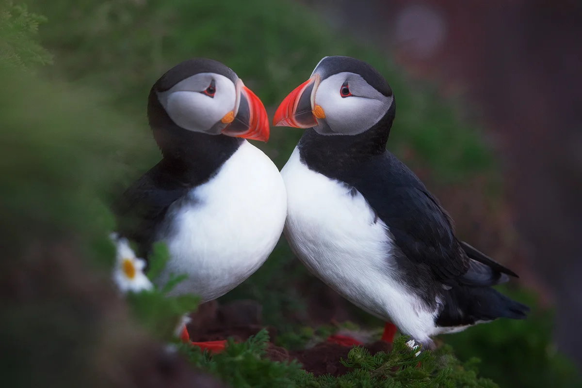 Iceland_TER9359.jpg