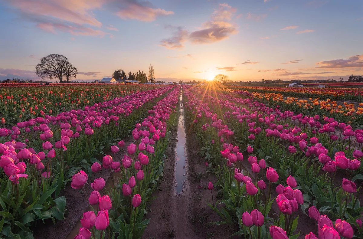 Oregon_TER4295x.jpg