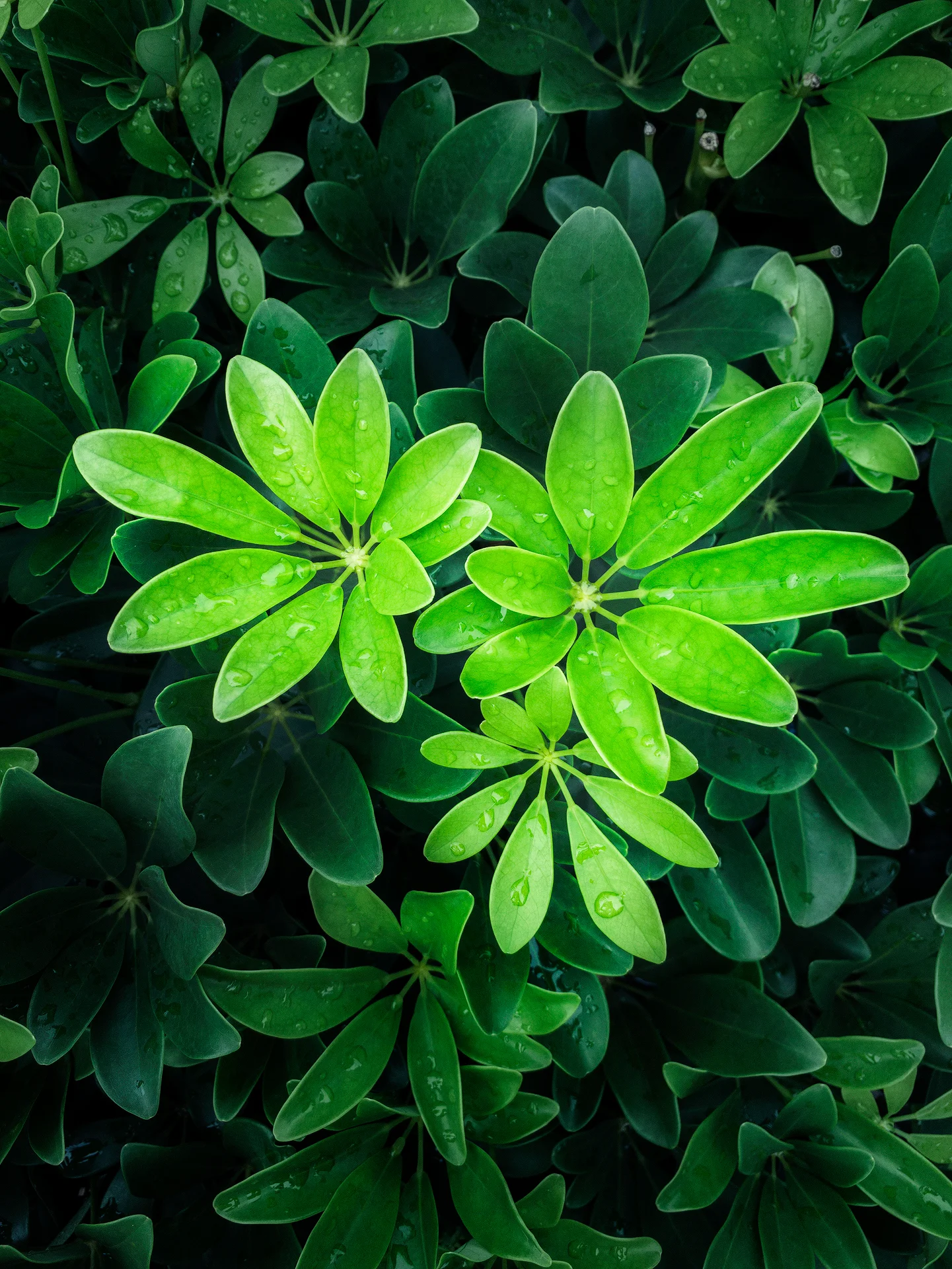 iphonexs_IMG_9501.jpg