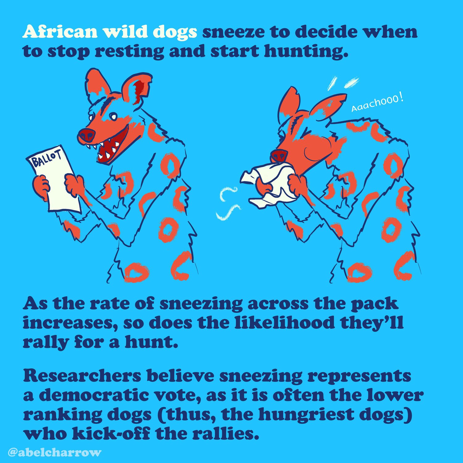 how+animals+vote+wild+dogs.jpeg
