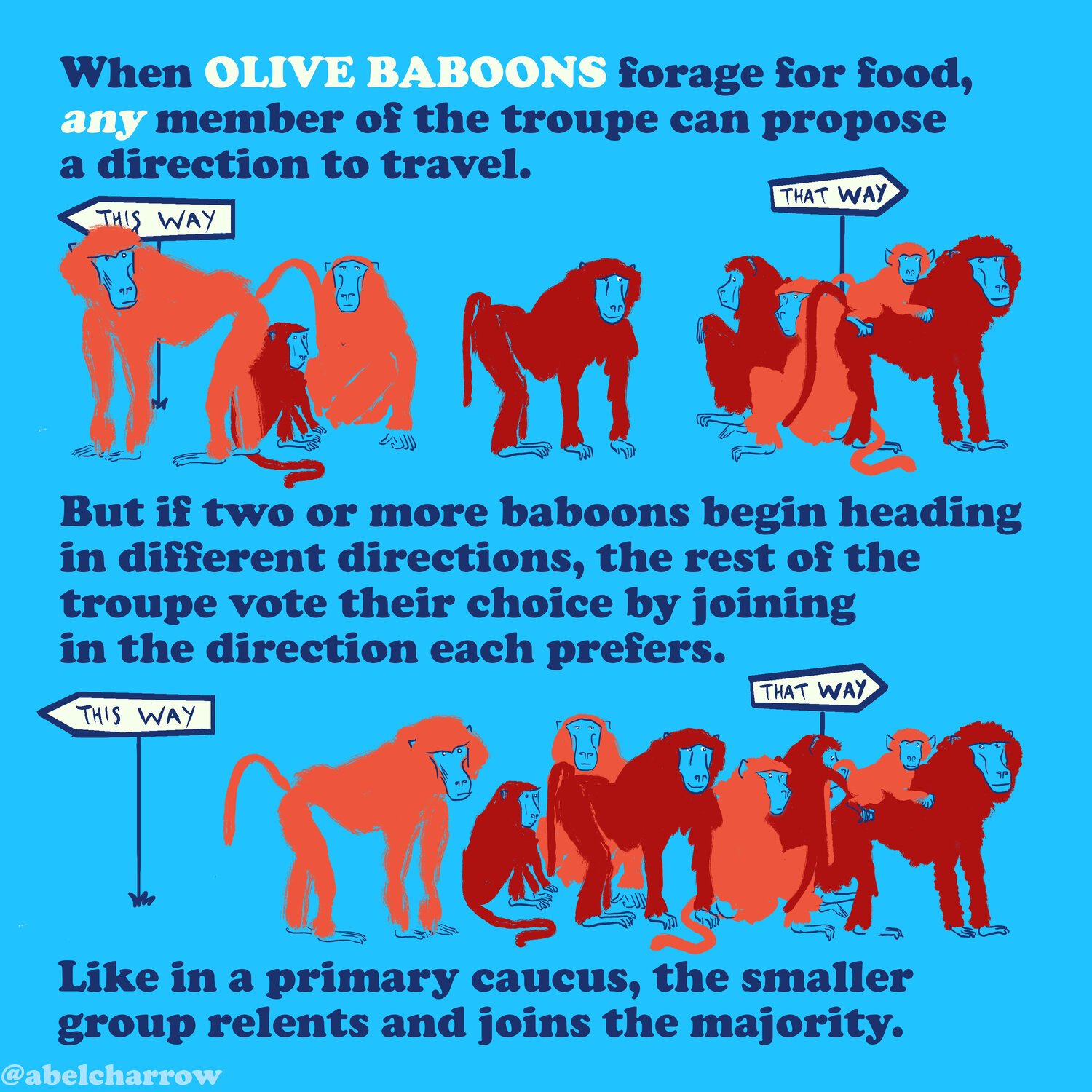 how+animals+vote+baboons.jpeg