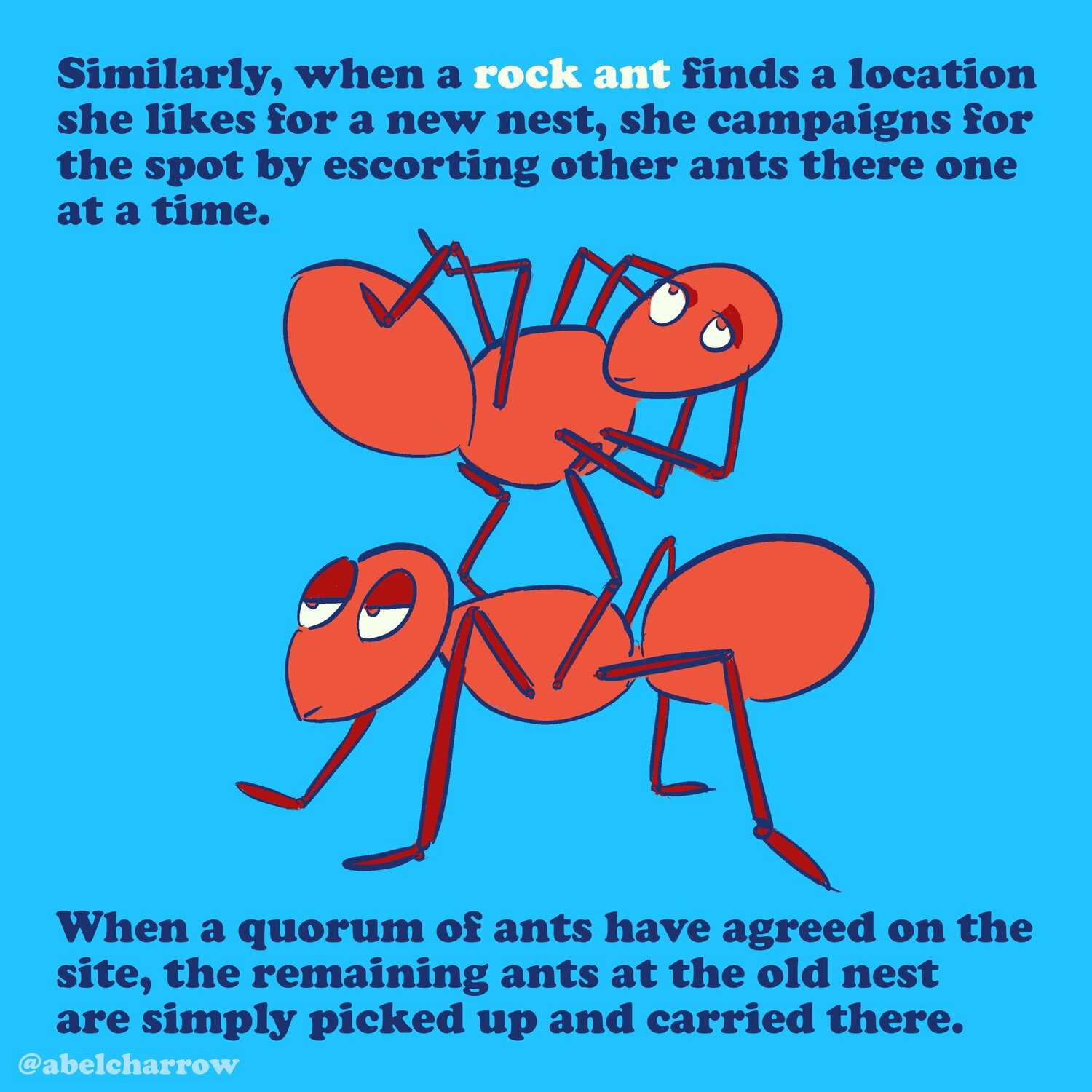 how+animals+vote+ants.jpeg