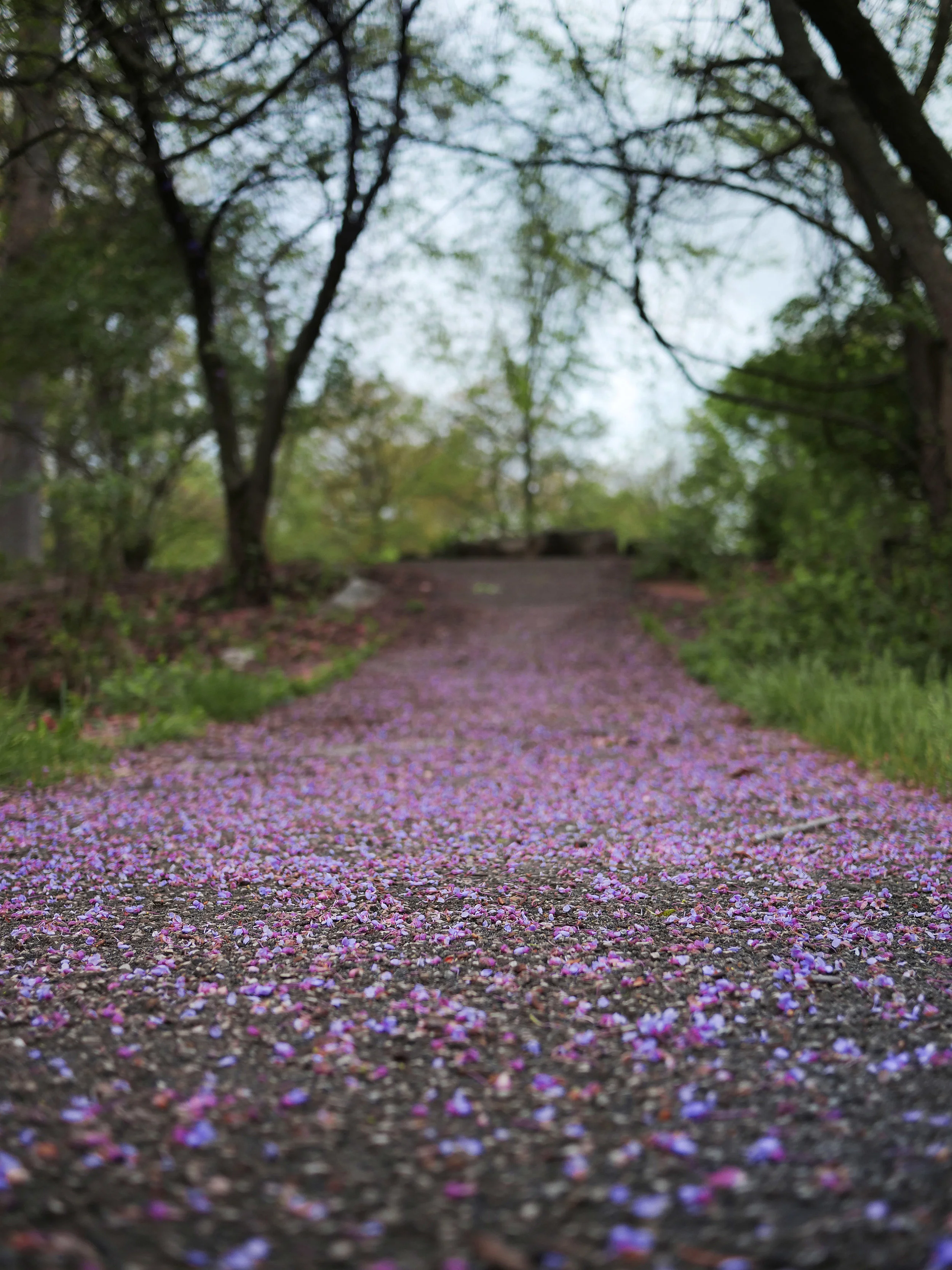 Fallen Spring 2.jpg