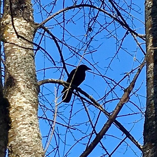 Day 93
Sound. That the coming of spring makes. Black glossy feathers. Drifting. On the whisper. Of a current. Catkins. Pollinating. In the wafting air. Life cycle. Completes another circle. Language. Of a flower. 
#the100daysofJOYproject