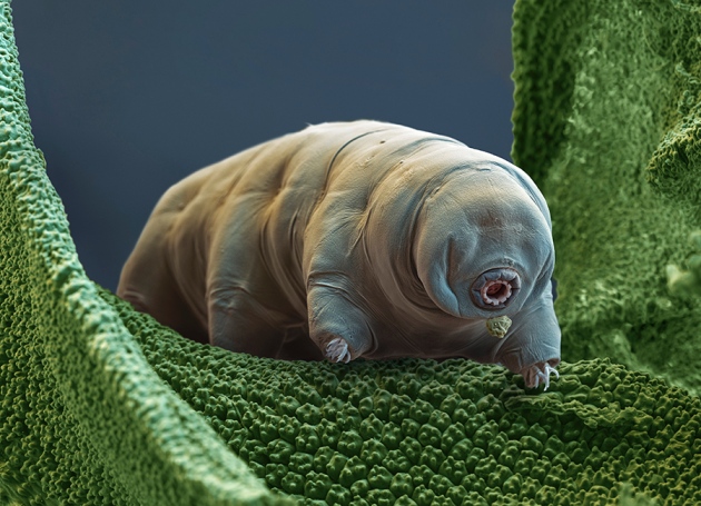 Tardigrade can withstand extreme conditions via Nature