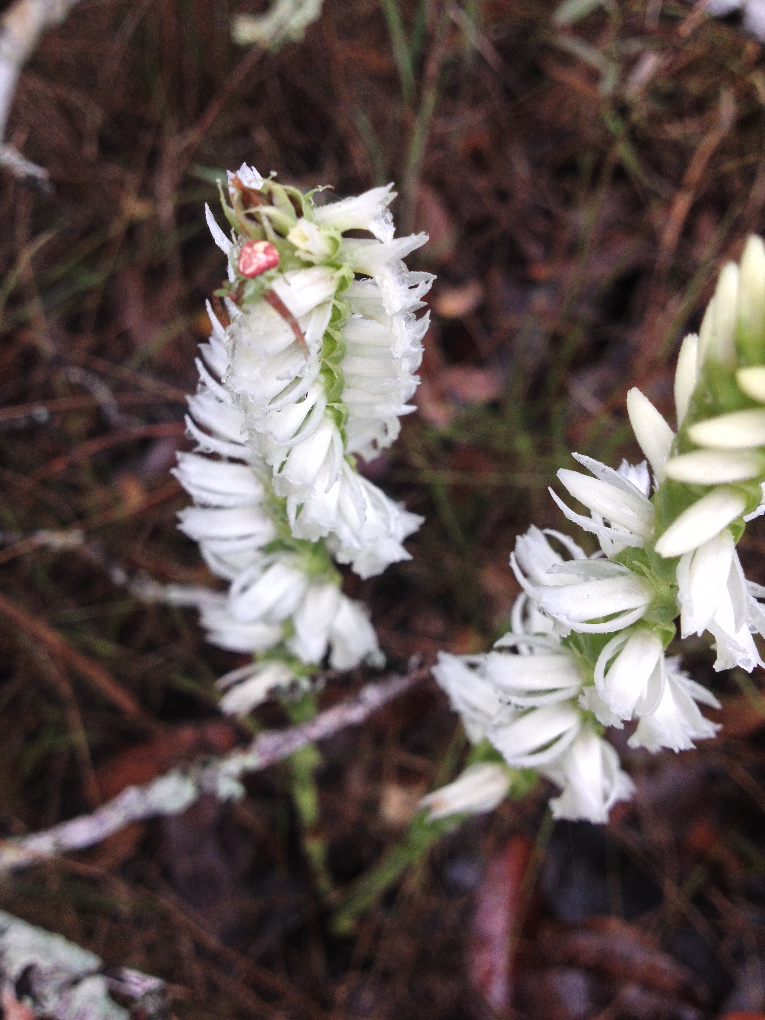 Spiral orchids that Kathy finds in the early Fall among the prairie grass.