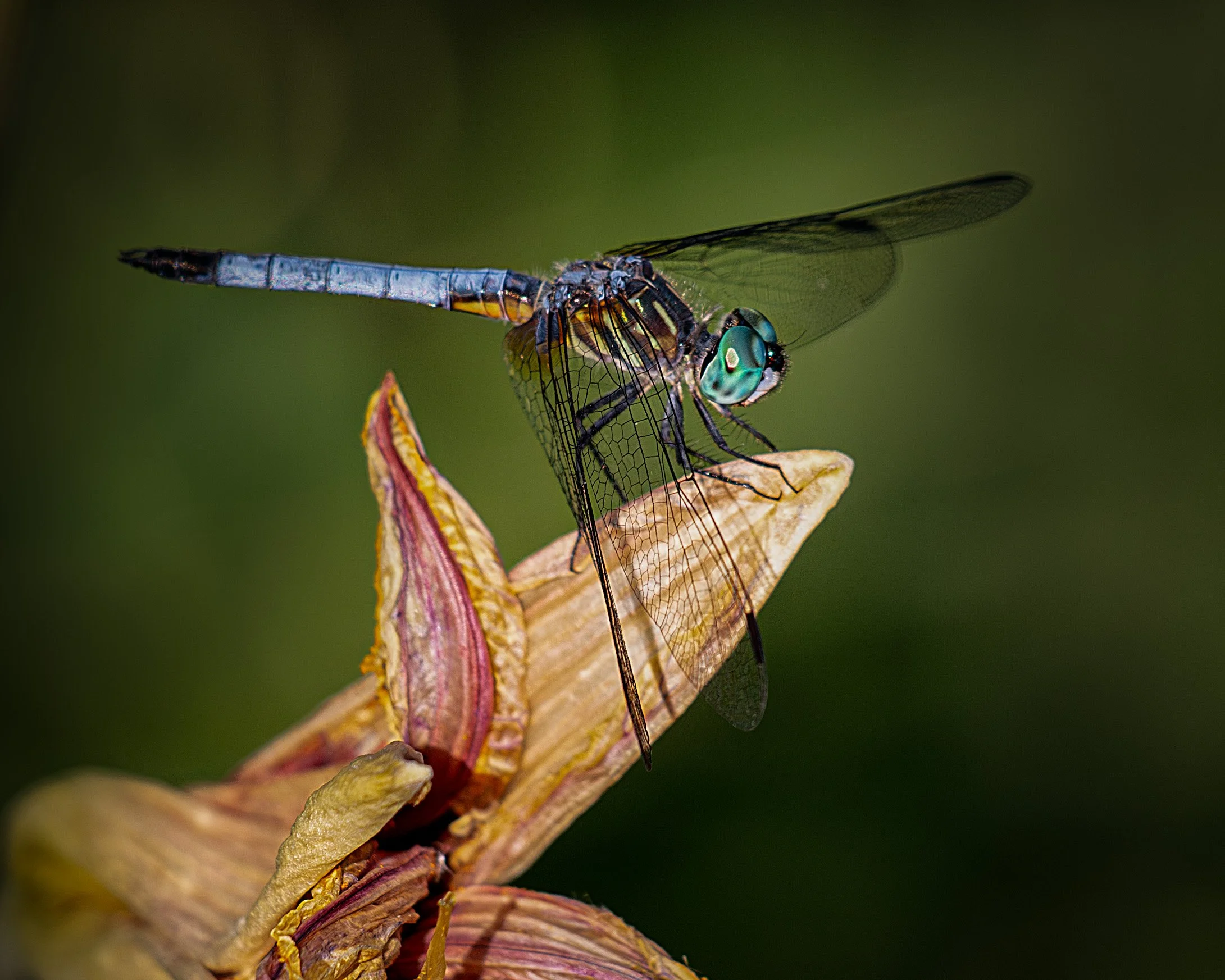 3I3A1661A-Enhanced-NR-1.jpg