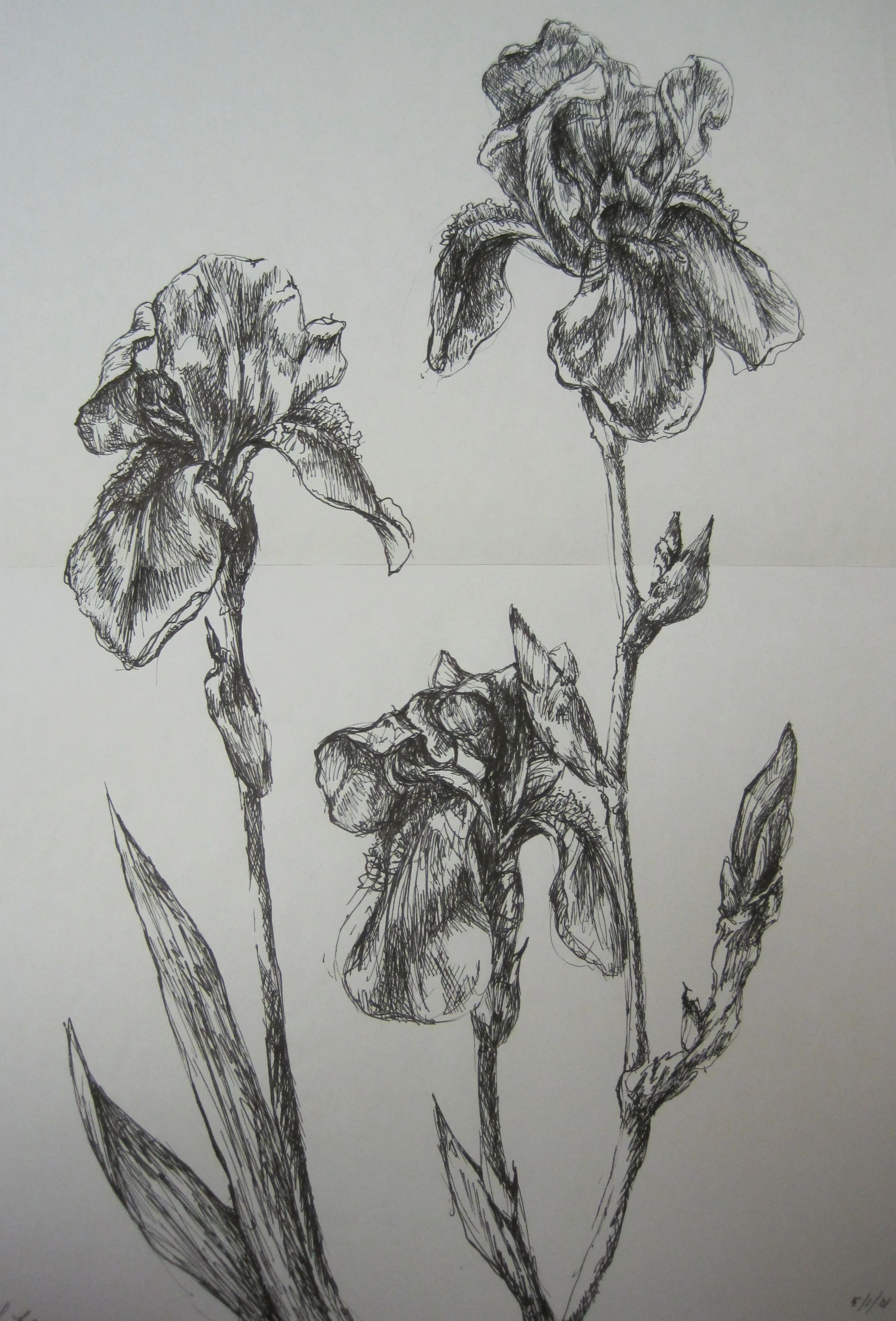Irises, 2001