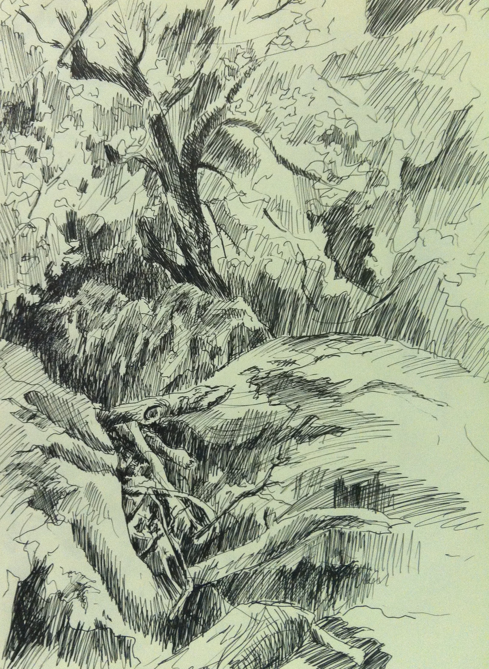 Barbizon Forest, 2002