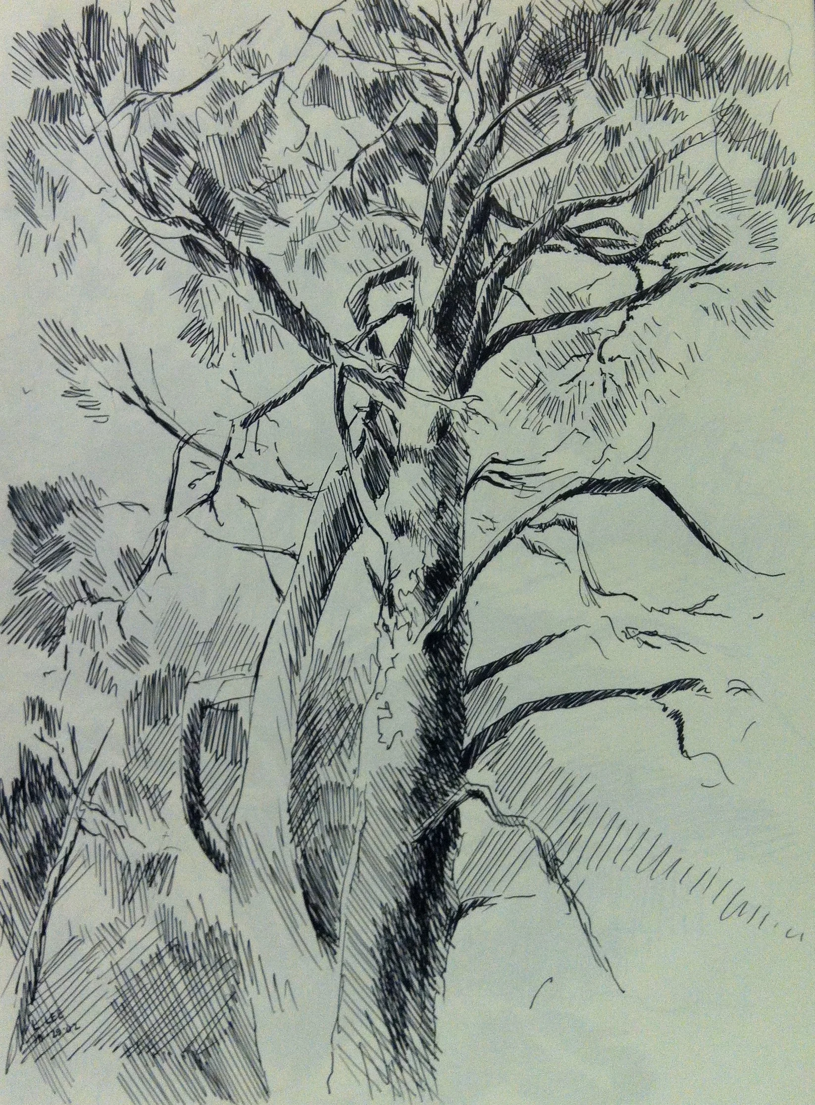 Tree, 2002