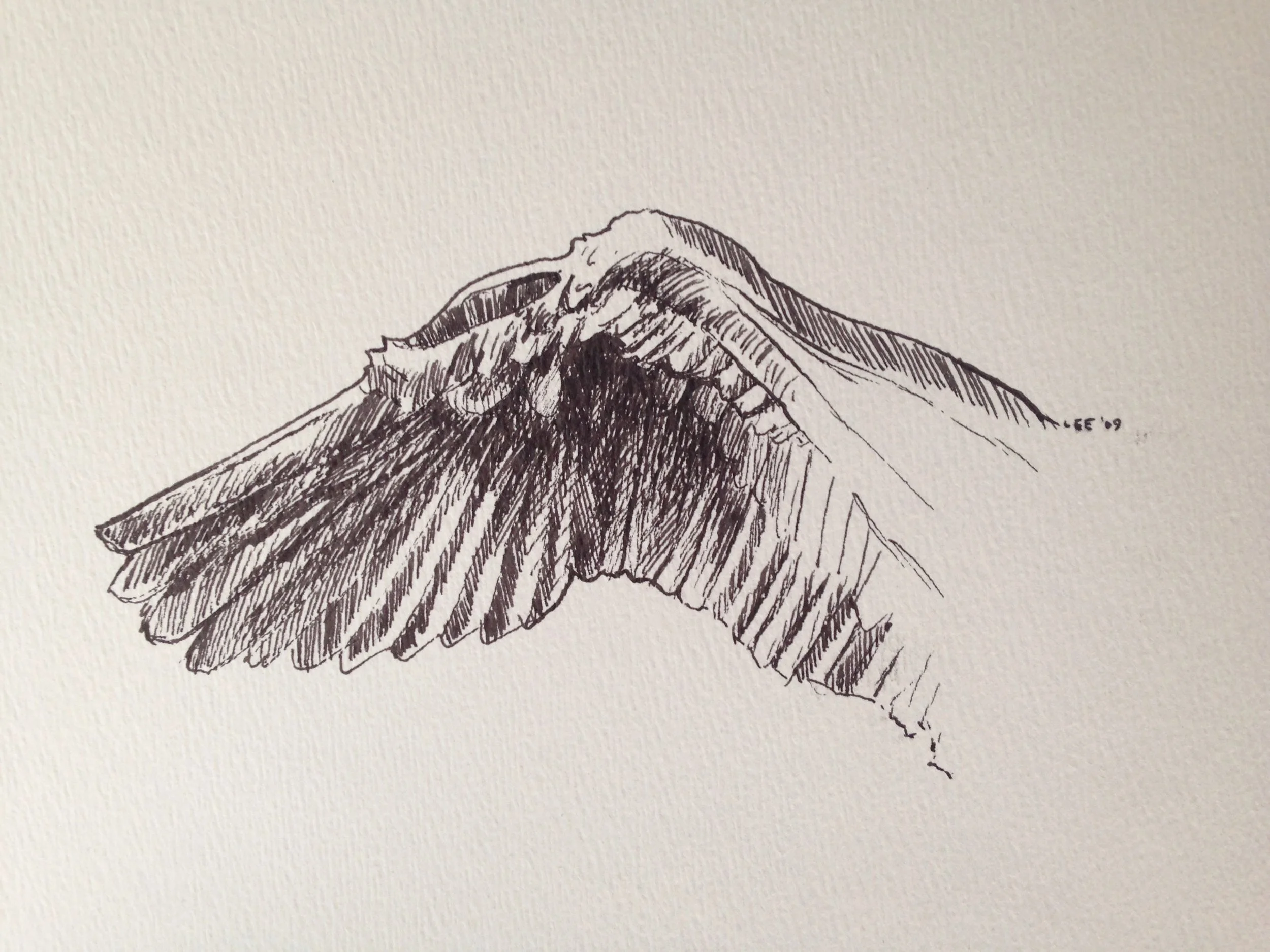 Swan Wing (study for Shoreline), 2009