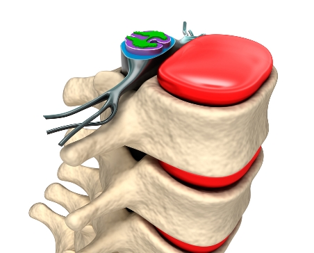 bigstock-Spinal-column-with-nerves-and--42053143.jpg