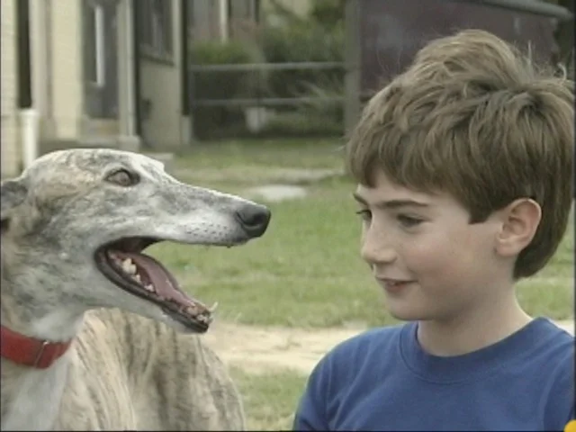 American Veterinary Medical Assoc "Dog Bites!"