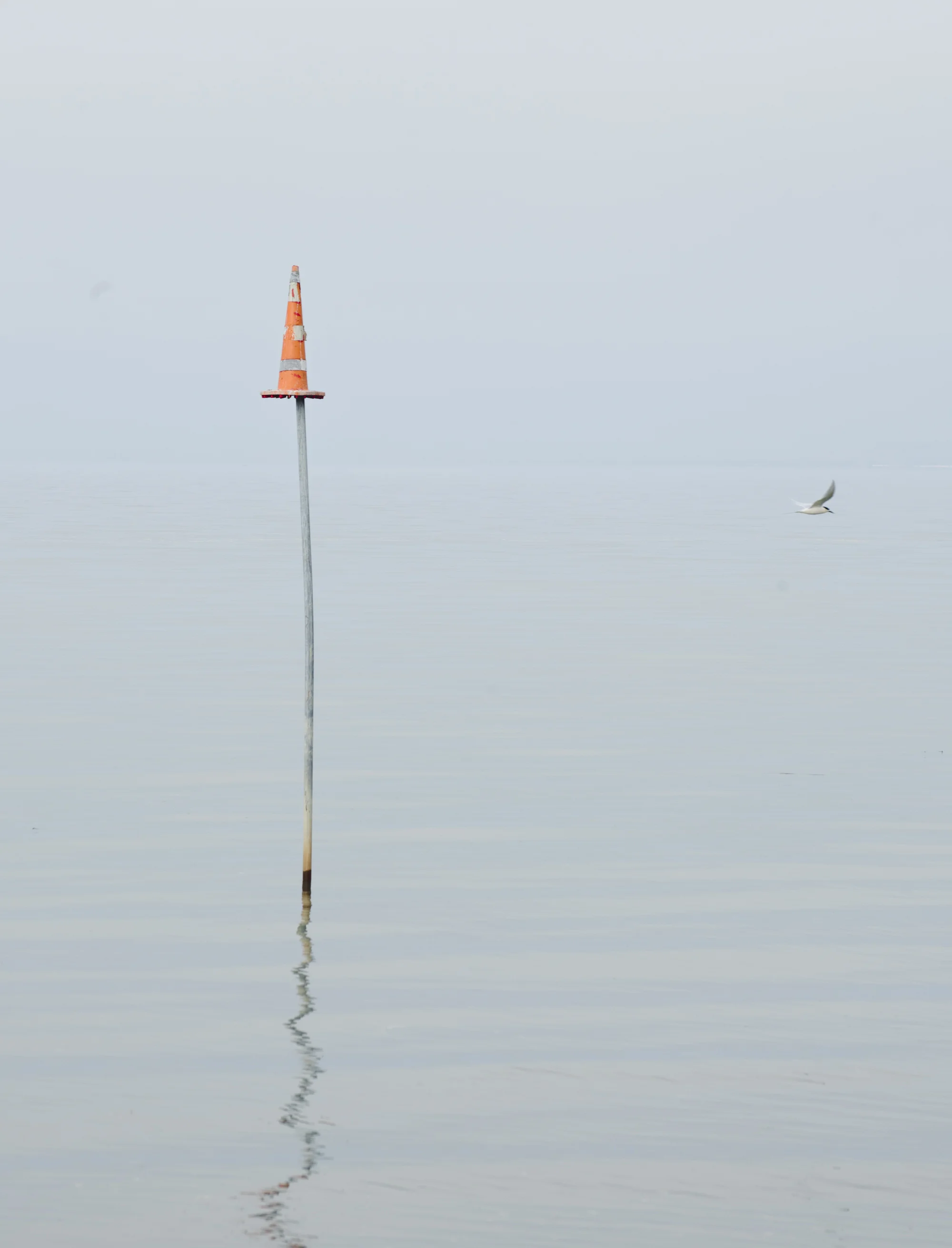Cone and bird.jpg