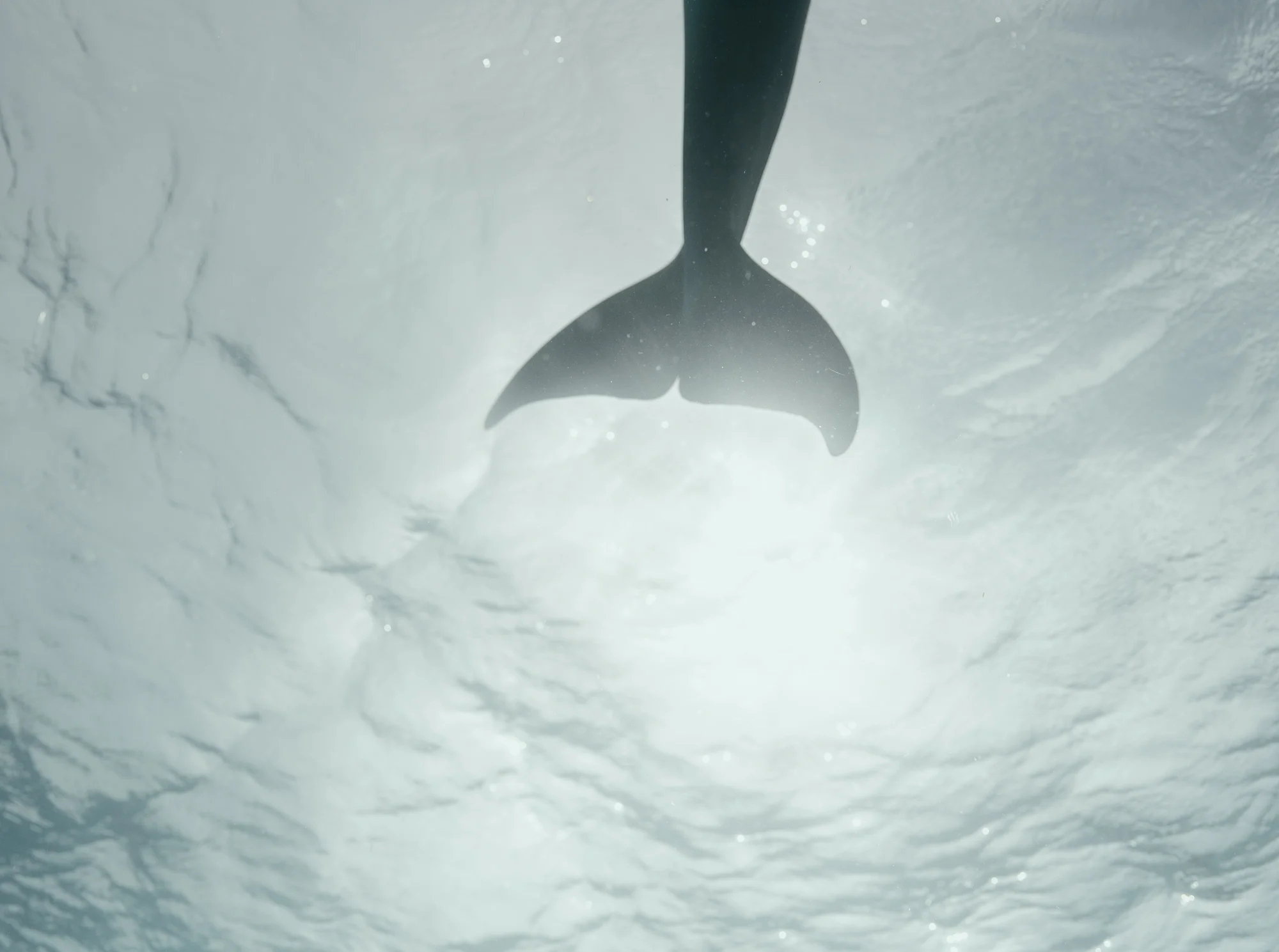 Dolphin tail 2.jpg