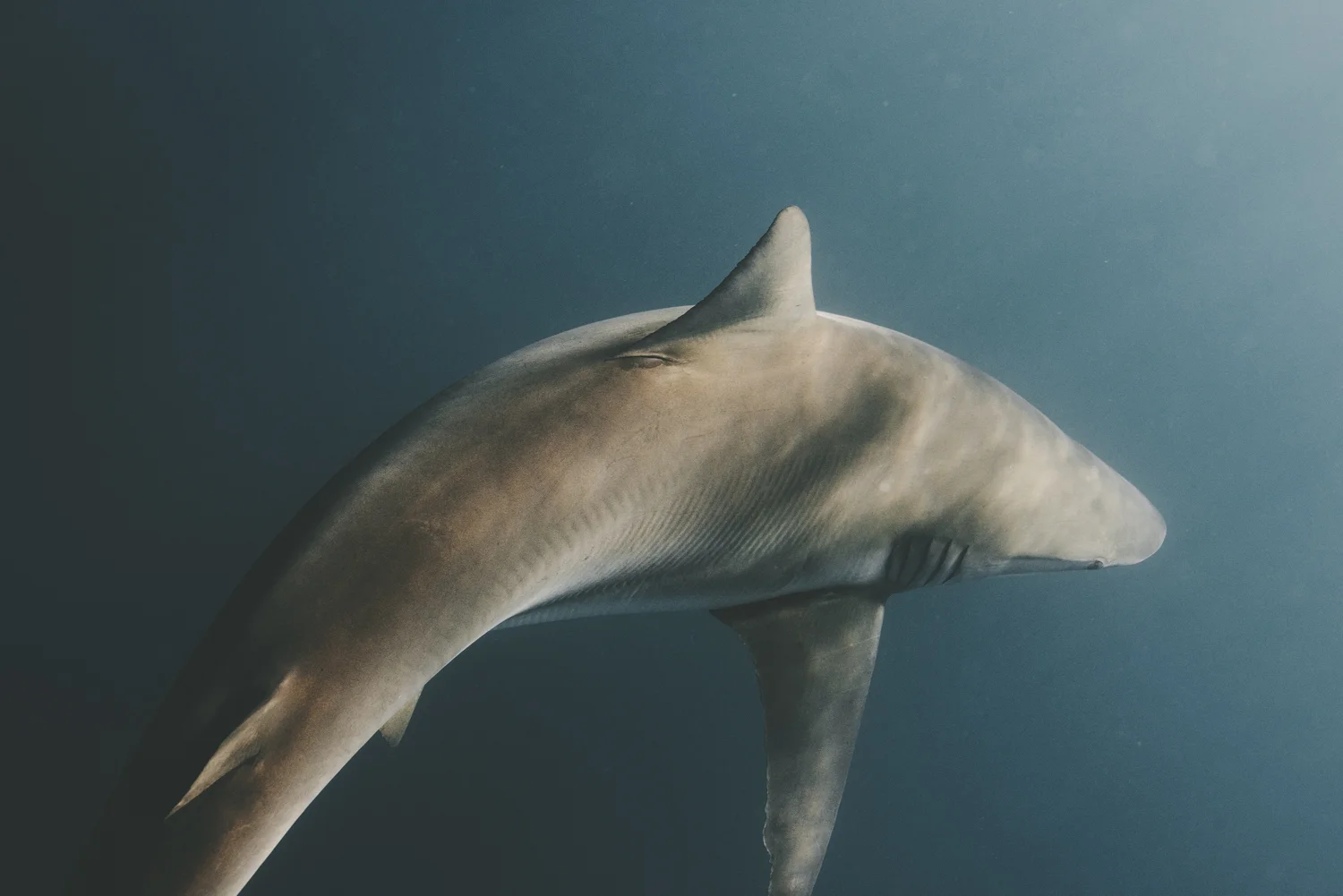Sharks-250.jpg
