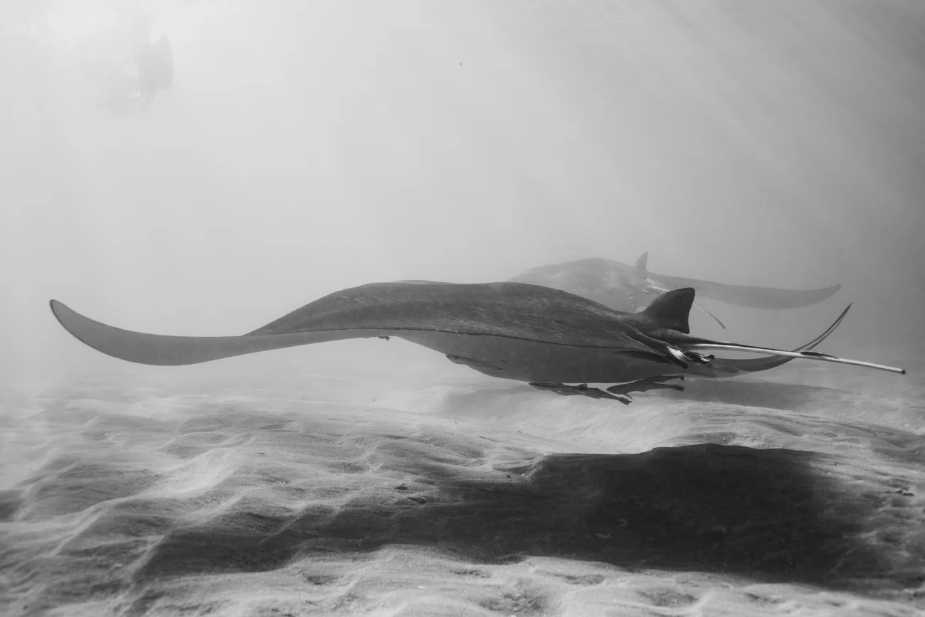 BP1_8484.jpg