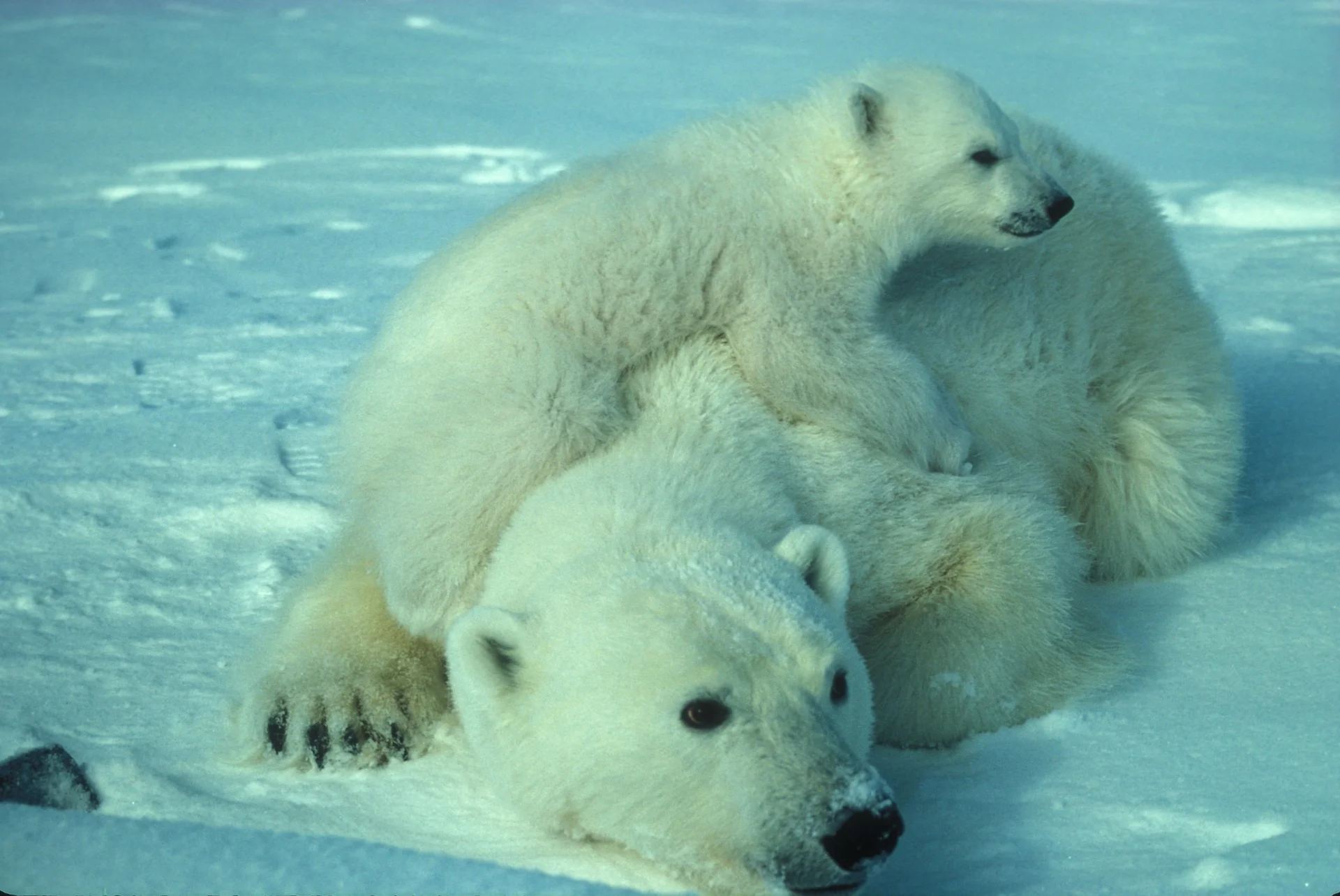 polar-bear-710165_1920.jpg