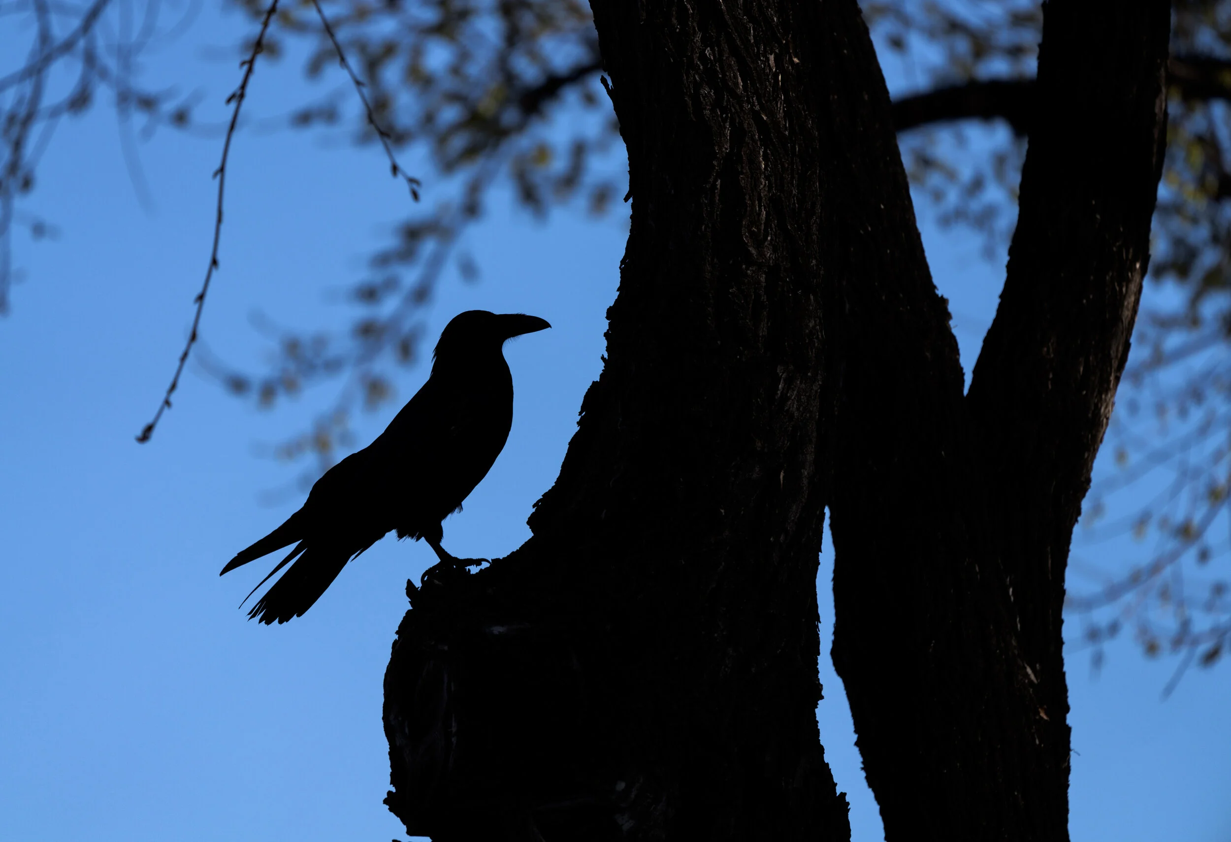 ( photo credit Donald Teel, Unsplash)