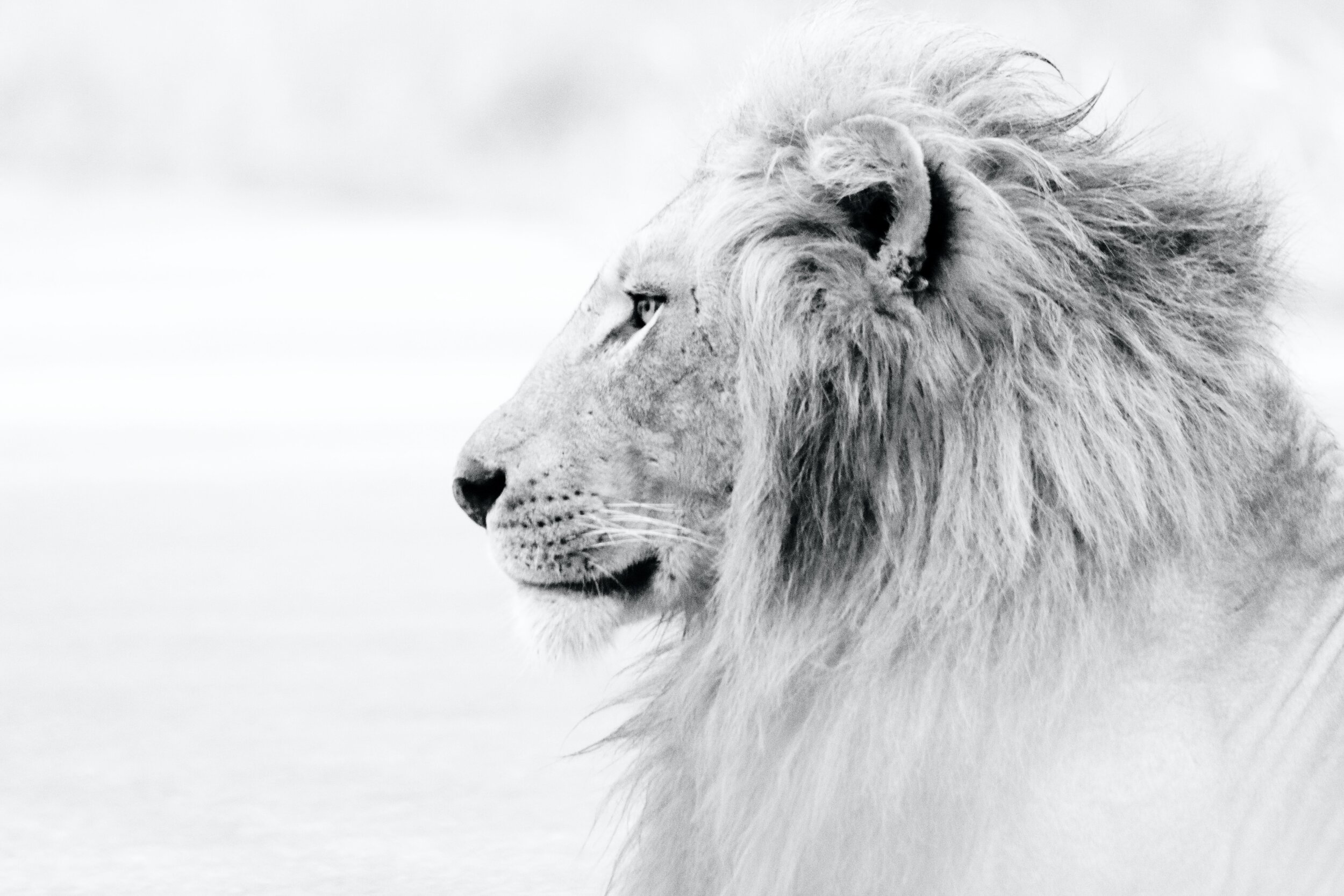 LION black and white glen-carrie-YpttEdPWpGs-unsplash.jpg
