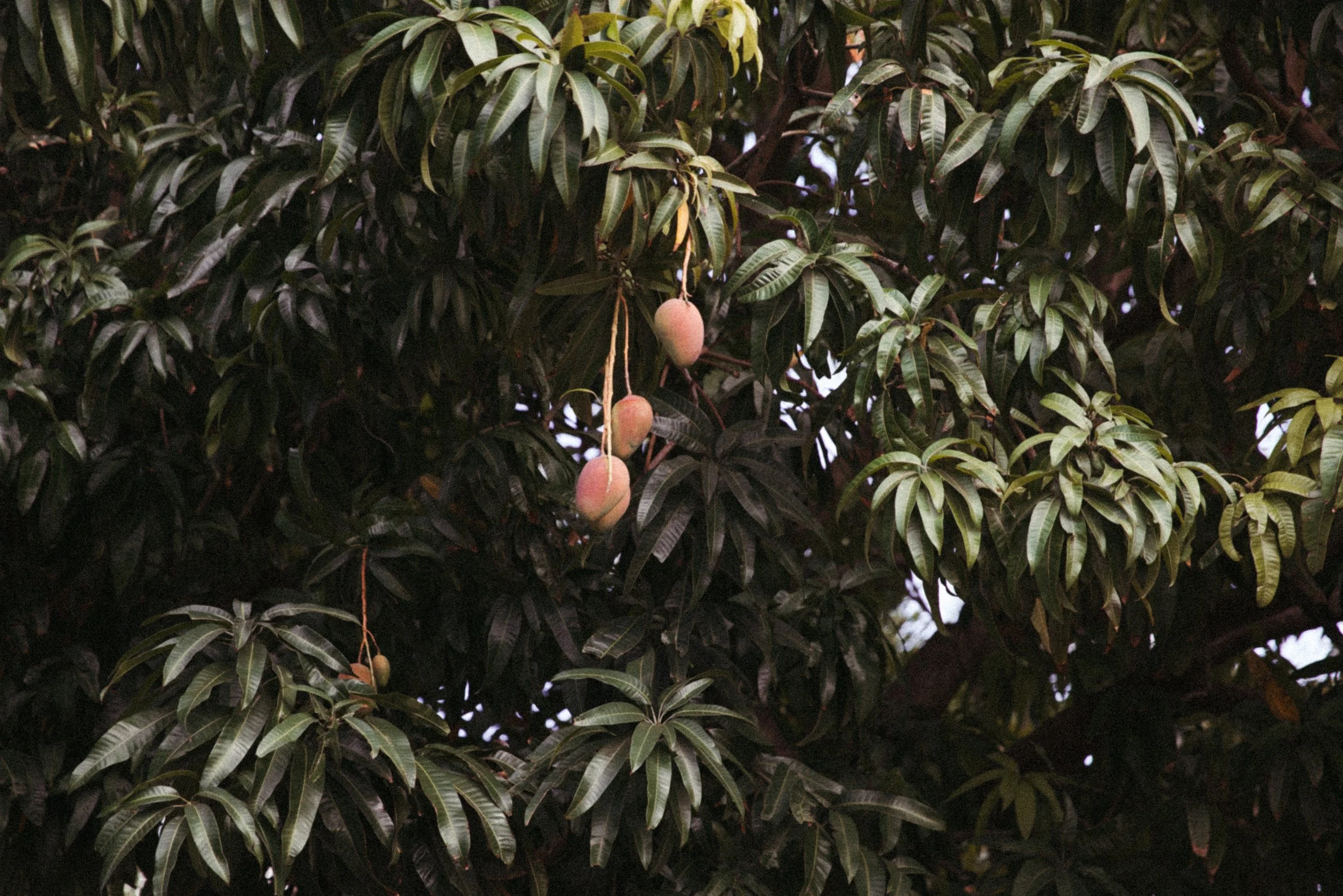 20250502-03_Sylvie and Mason Wedding_616.jpg