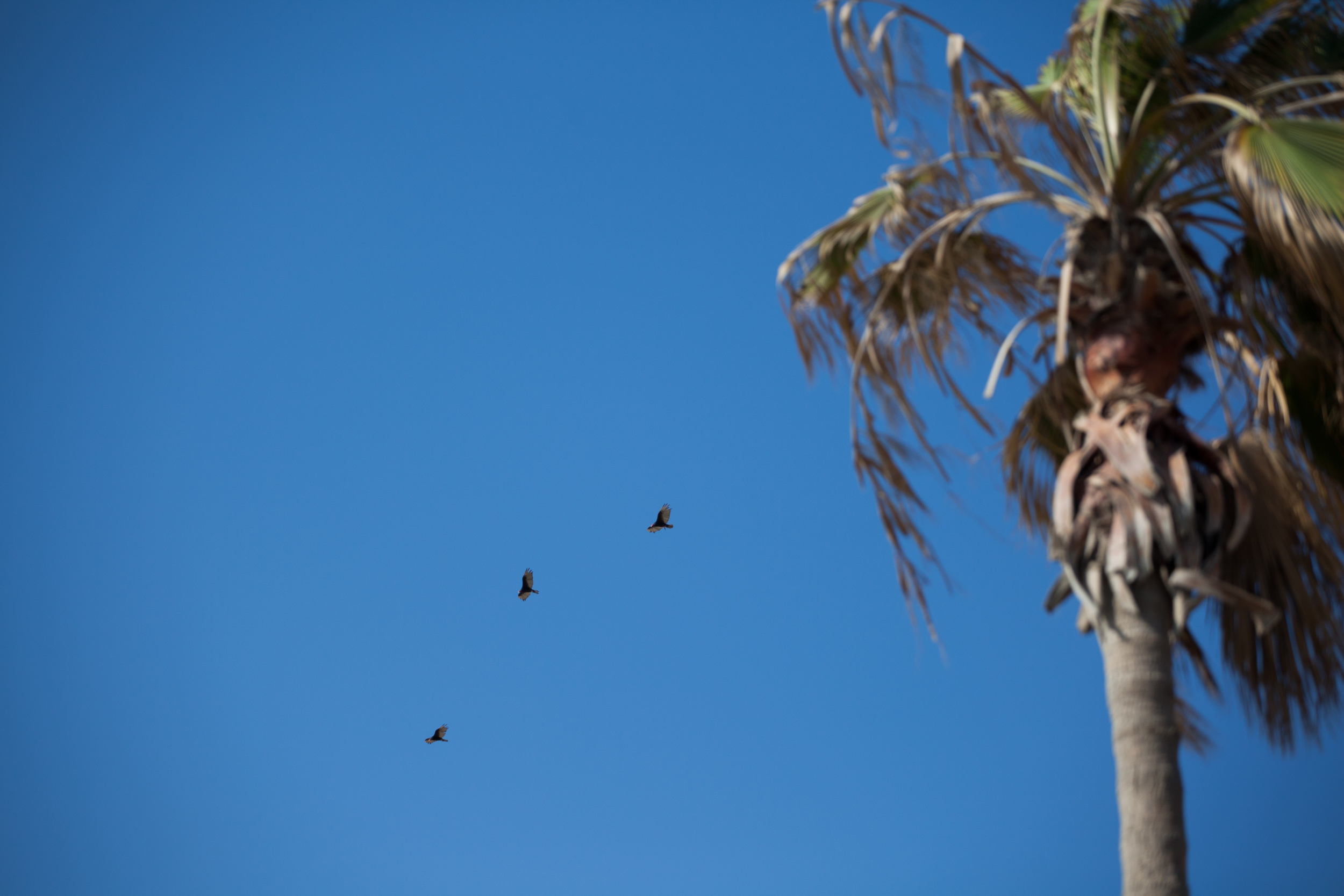 los cabos wedding photographers