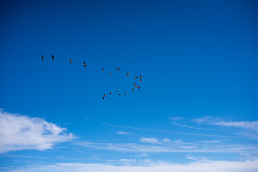 Detail of pelicans flying with a V formation