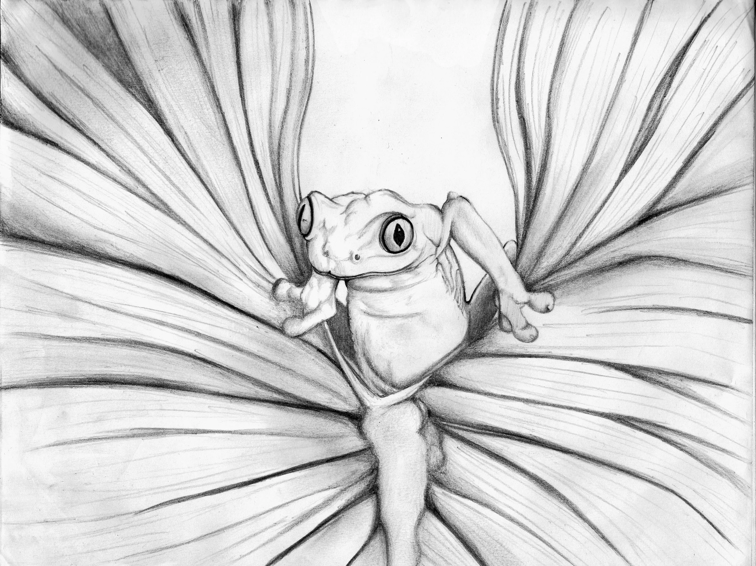Frog.jpg