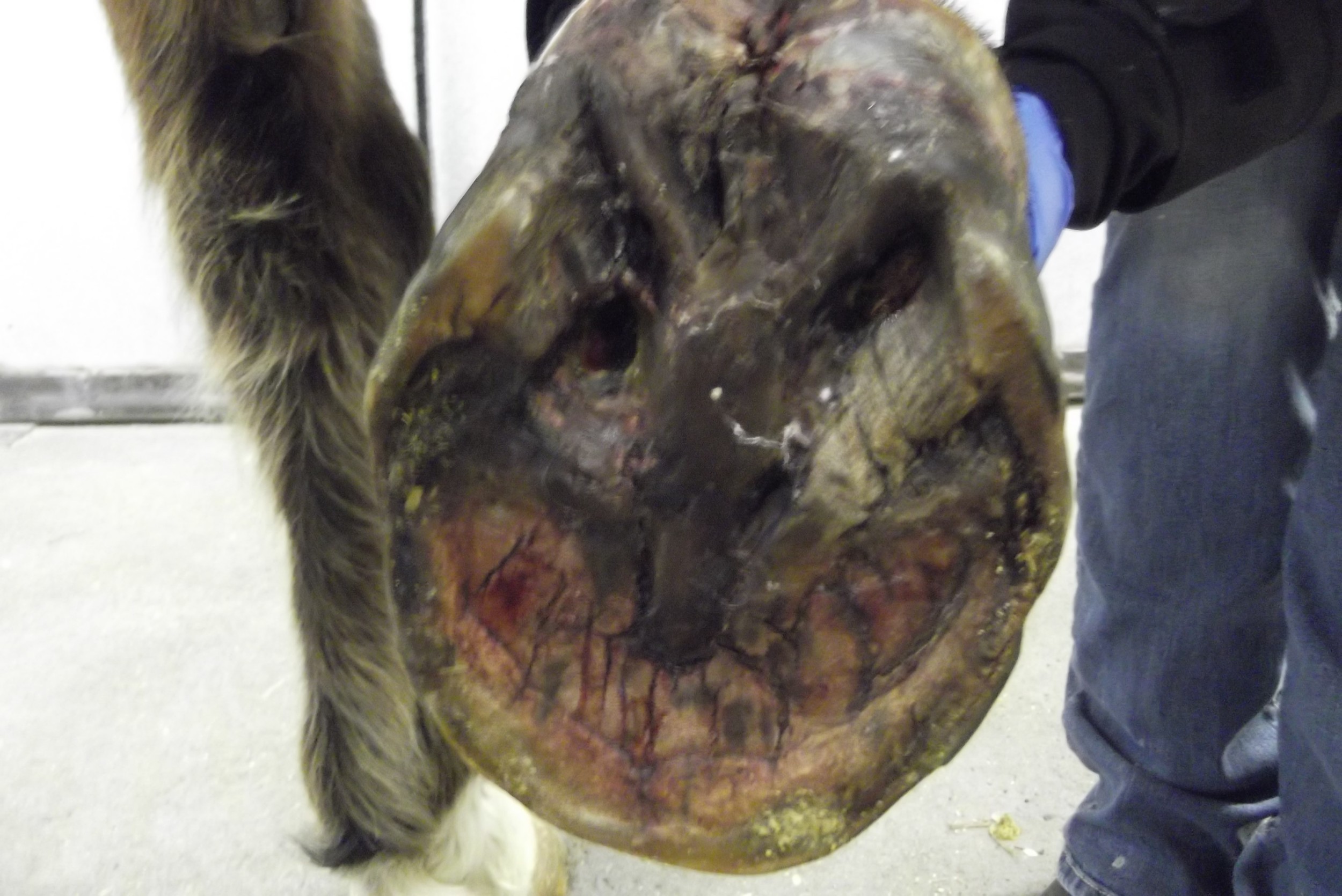 foot puncture nail x-ray wound equine vet veterinarian doctor Calgary Cochrane Alberta