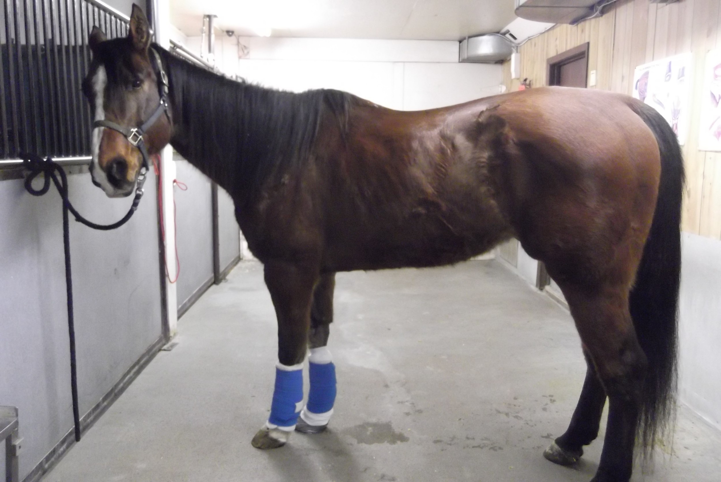foot puncture nail x-ray wound equine vet veterinarian doctor Calgary Cochrane Alberta