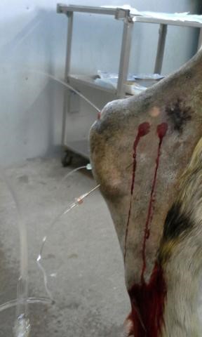 septic tarsal sheath wound equine vet veterinarian doctor Calgary Cochrane Alberta