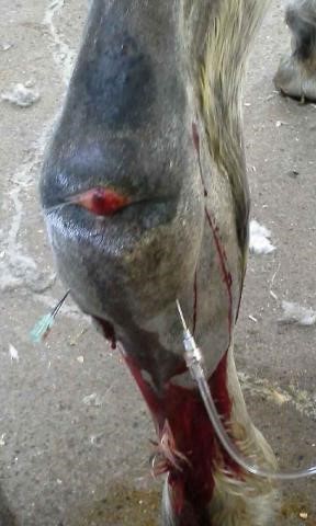 septic tarsal sheath wound equine vet veterinarian doctor Calgary Cochrane Alberta