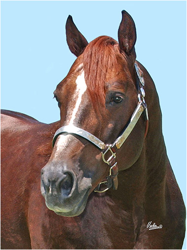 Neat Little Cat stallion frozen breeding horse equine vet veterinary doctor Calgary Cochrane Alberta